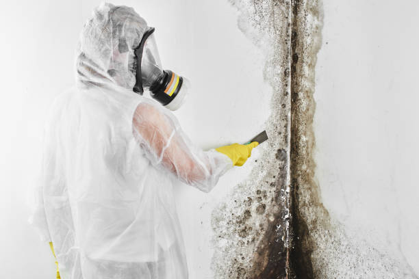 Best Post-Flood Mold Remediation in Hildale, UT