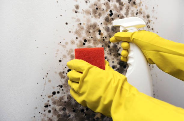 Best Basement Mold Remediation in Hildale, UT